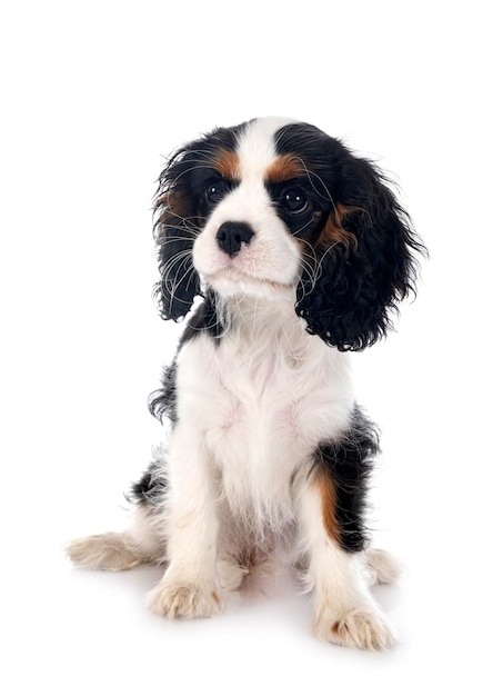 puppy cavalier king charles