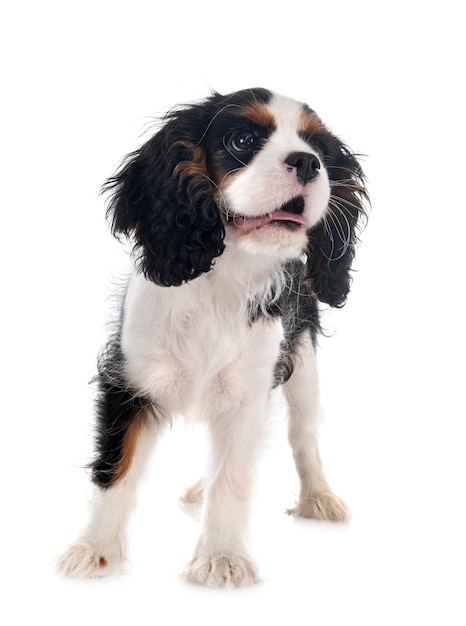 puppy cavalier king charles