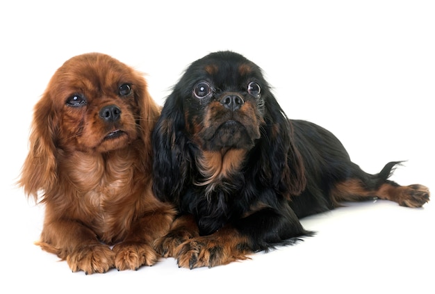 puppy cavalier king charles