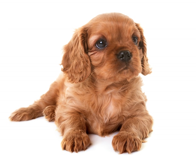 Cucciolo cavalier king charles