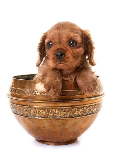 puppy cavalier king charles