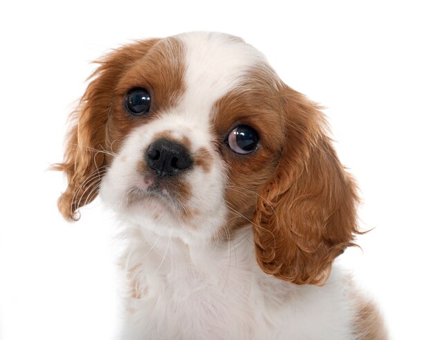 子犬キャバリアキングチャールズ