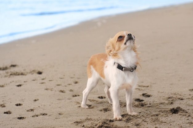 ビーチで子犬チワワ