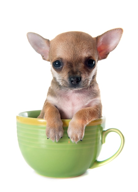 puppy chihuahua in bowl