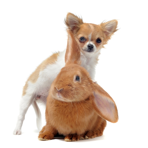 Puppy chihuahua and bunny