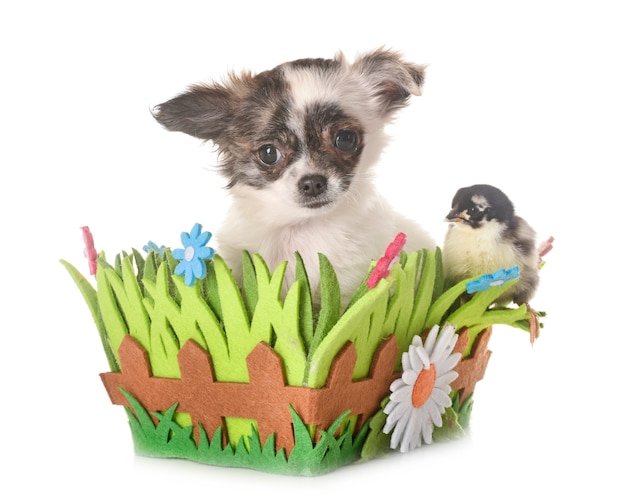 puppy chihuahua and chicks