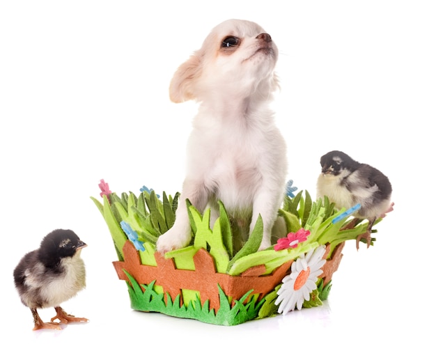 puppy chihuahua and chicks