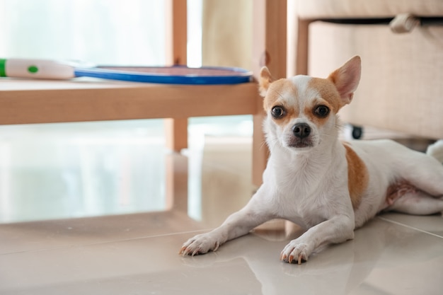 Puppy Chihuahua die op de vloer legt