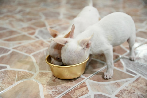 Puppy chihuahua eating grain food in tray