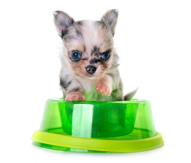 puppy chihuahua eating