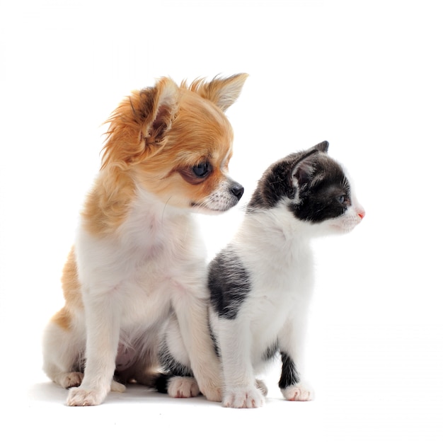 Puppy chihuahua en kitten