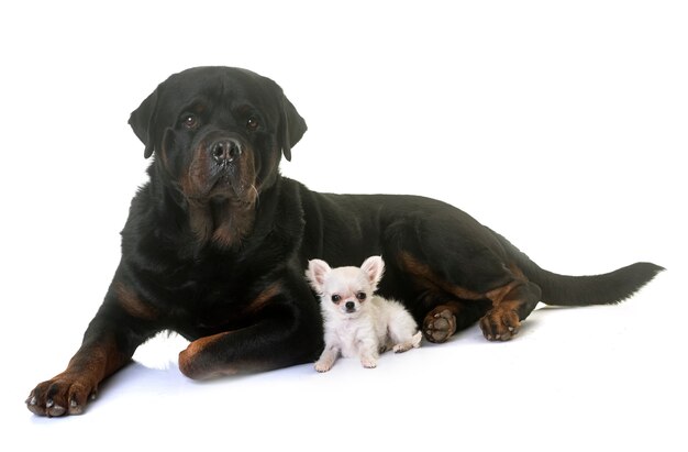 puppy chihuahua en rottweiler