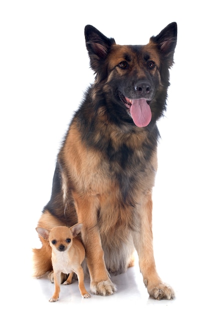 子犬チワワとドイツの羊飼い