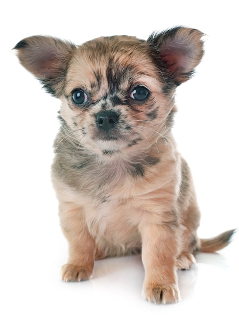 puppy chihuahua in de studio