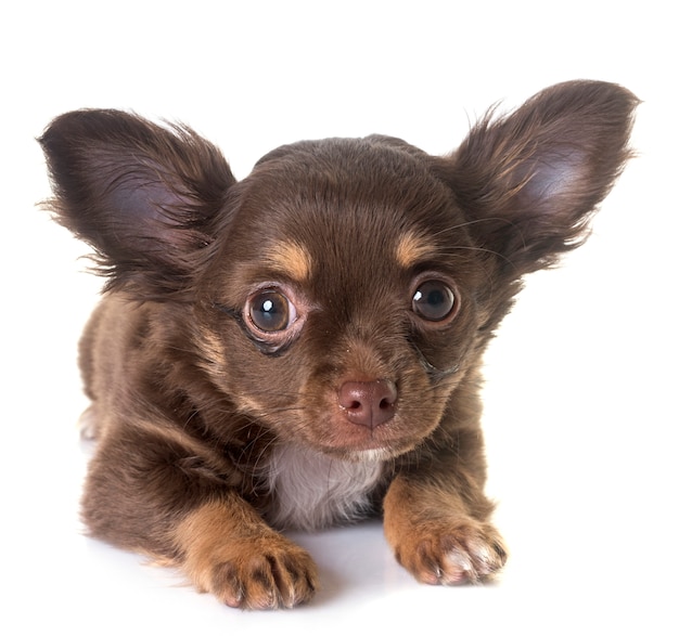 puppy chihuahua in de studio