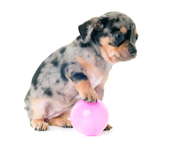 puppy chihuahua in de studio