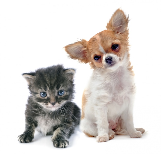 Puppy chihuahua and kitten