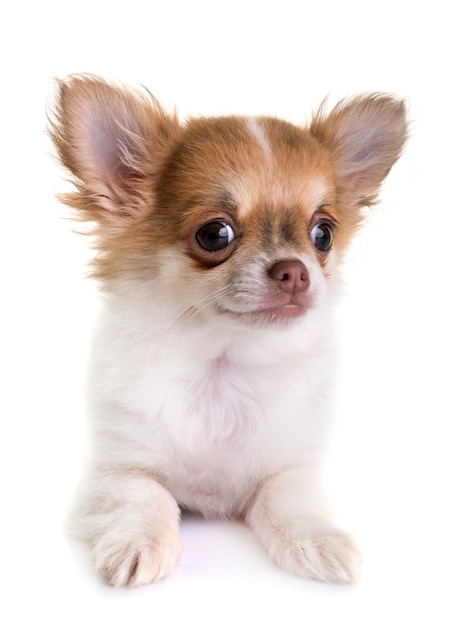 puppy chihuahua in studio