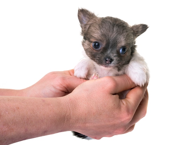 puppy chihuahua in studio