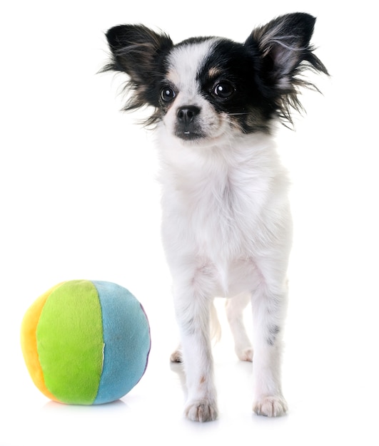 スタジオで子犬チワワ