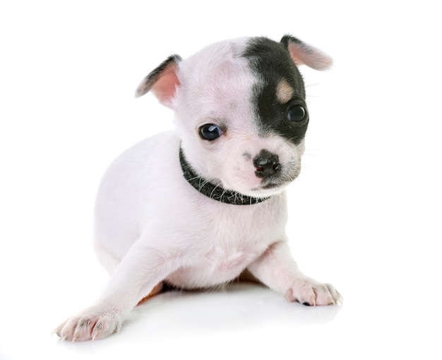 puppy chihuahua in studio