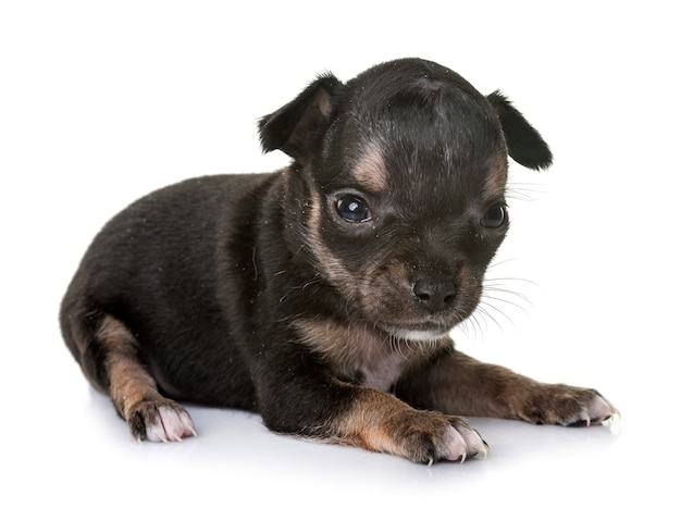 puppy chihuahua in studio