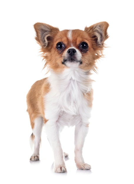 puppy chihuahua in studio