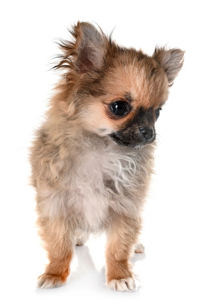 puppy chihuahua in studio