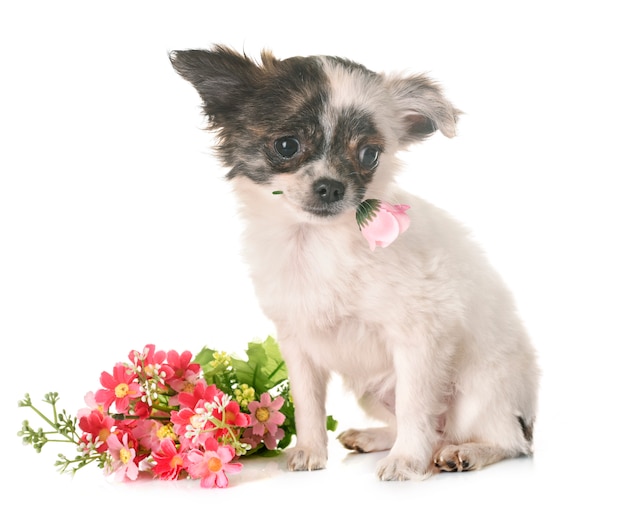 スタジオで子犬チワワ