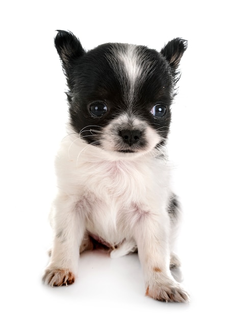 puppy chihuahua in studio