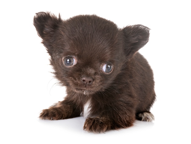 puppy chihuahua in studio