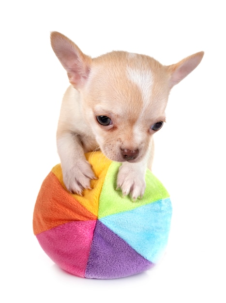 puppy chihuahua in studio