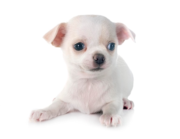 Photo puppy chihuahua in studio