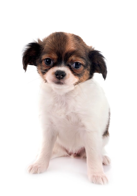 子犬 チワワ スタジオ