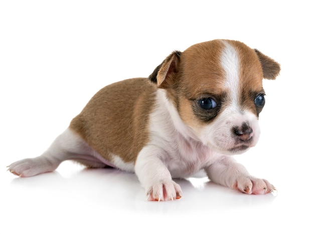 puppy chihuahua in studio