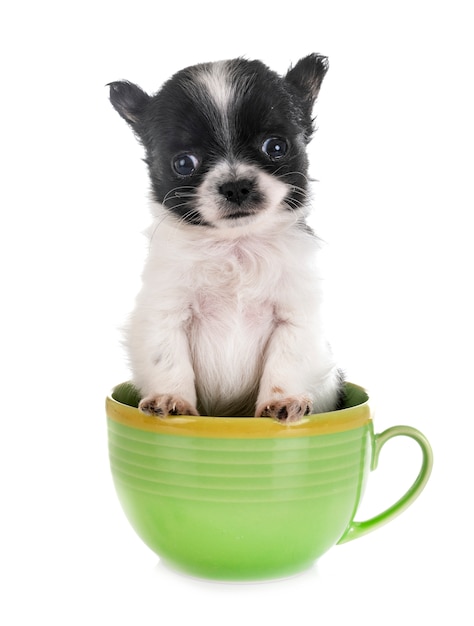 puppy chihuahua in studio