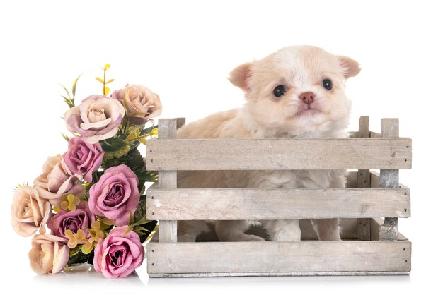 puppy chihuahua in studio