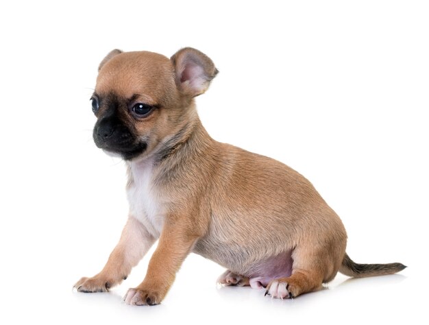 puppy chihuahua in studio