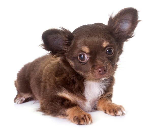 puppy chihuahua in studio