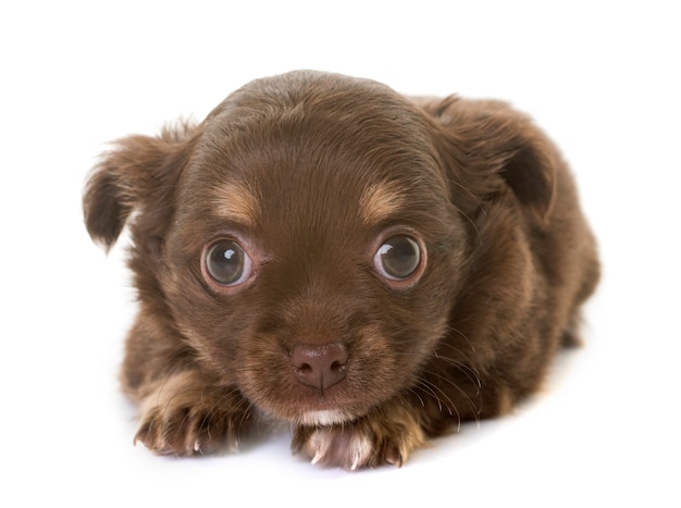 Photo puppy chihuahua in studio