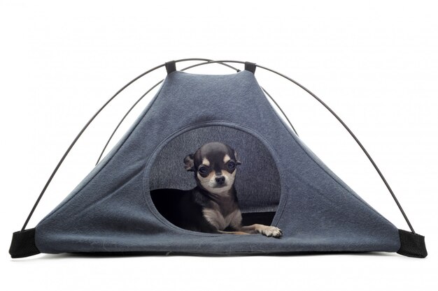 Puppy chihuahua in tent