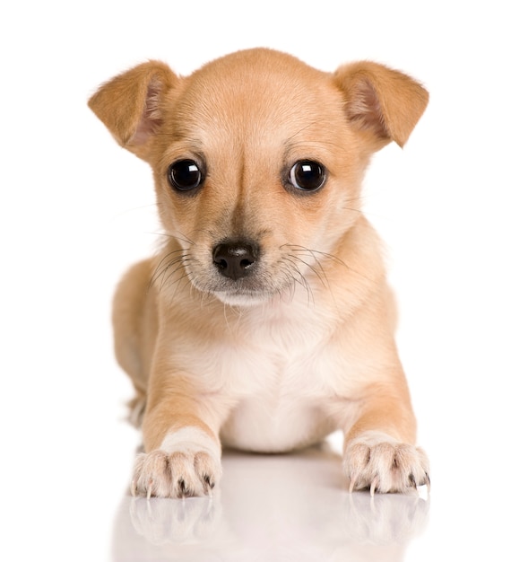 Puppy Chihuahua with 4 months old. Dog portrait isolated