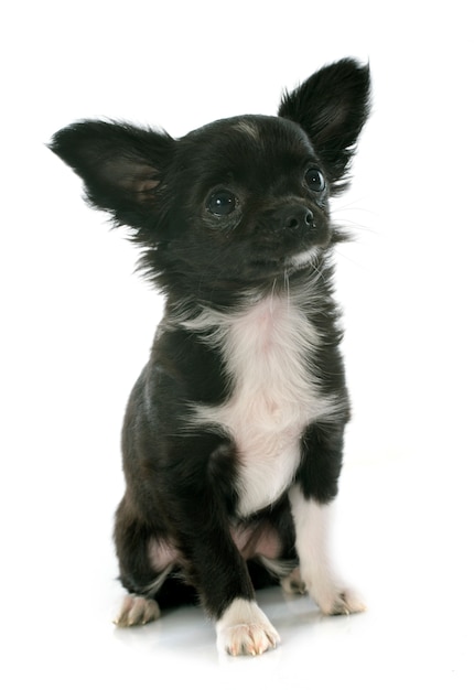 puppy chihuahua