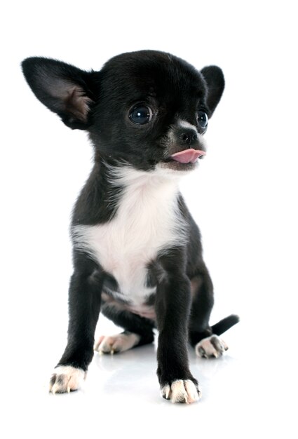 Puppy chihuahua