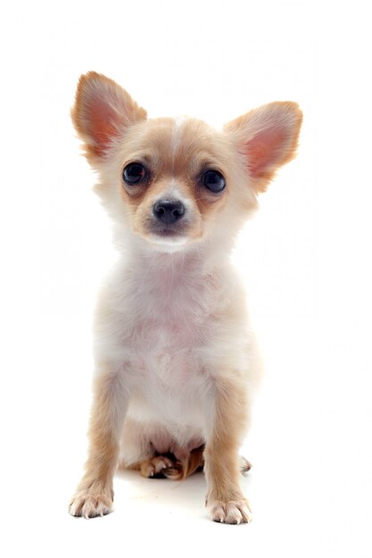 写真 子犬チワワ