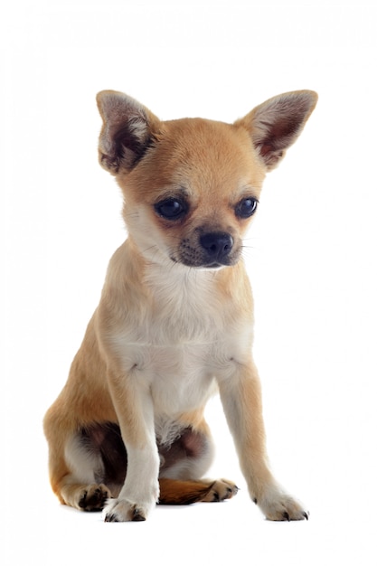 Puppy chihuahua