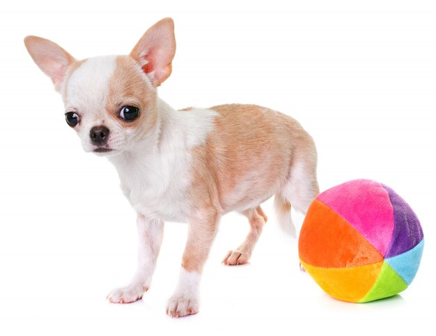 Puppy chihuahua