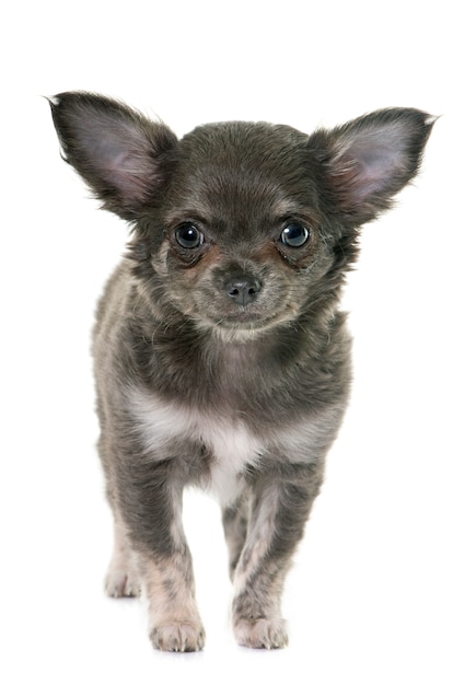 puppy chihuahua