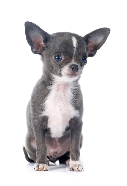 Puppy chihuahua