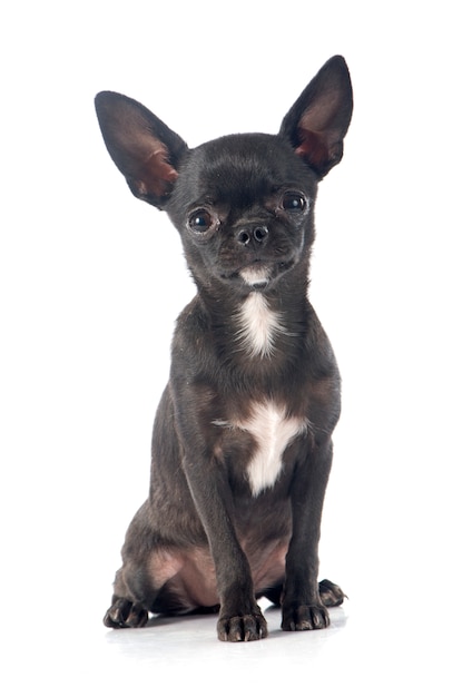 Puppy chihuahua